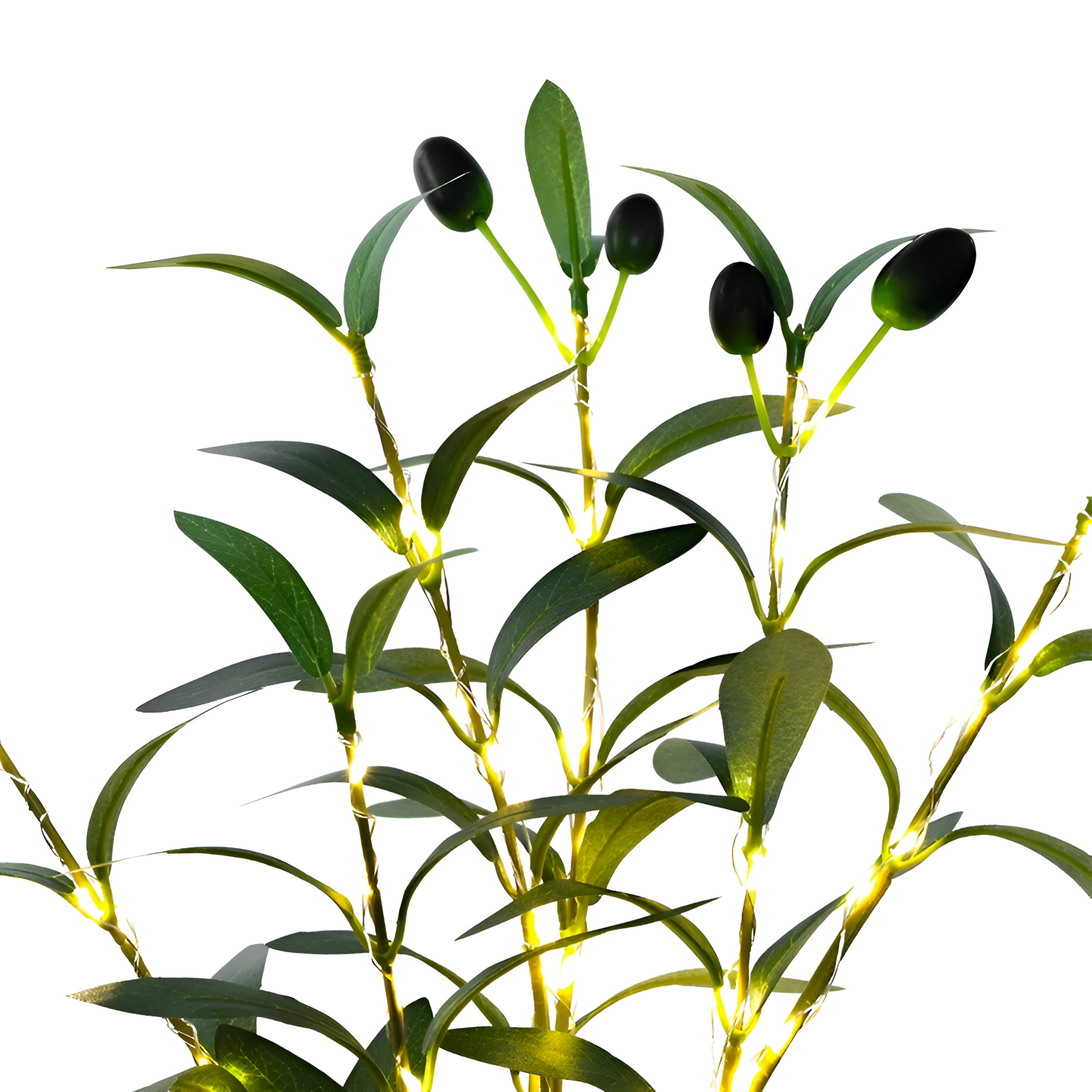 Gleaming Olive Branches