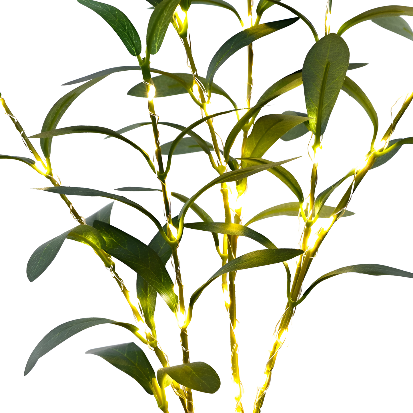 Gleaming Olive Branches